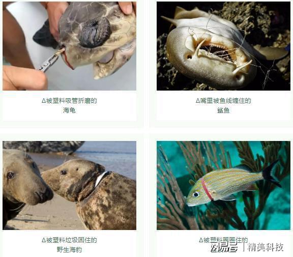 beat365图盈传媒：环保科普｜“可降解塑料”大揭秘！