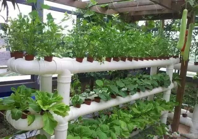 beat365官方最新版家里的PVC管不要扔挖几个洞就能在阳台种菜邻居都上门取经