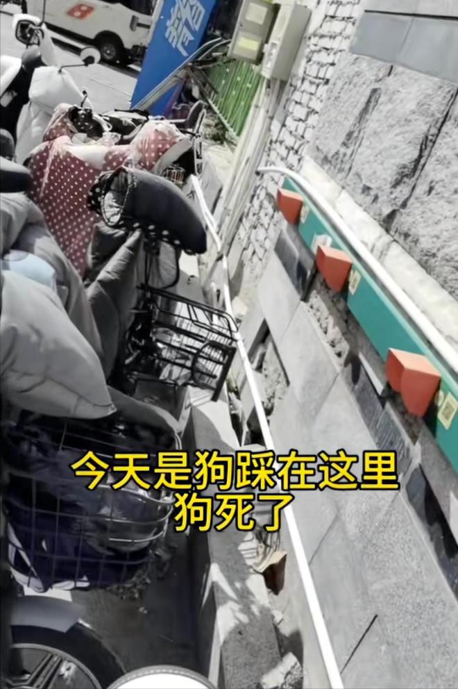 beat365充电桩线路未埋进地下频繁漏电将狗电死狗的主人讨说法(图9)